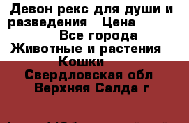 Девон рекс для души и разведения › Цена ­ 20 000 - Все города Животные и растения » Кошки   . Свердловская обл.,Верхняя Салда г.